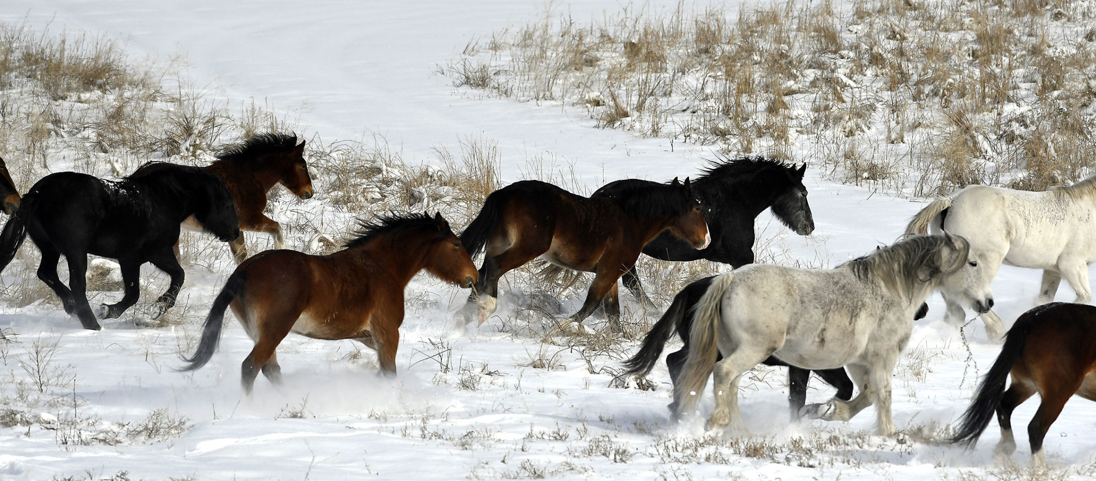Wild Horses 6